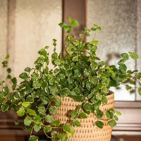 Atico Azahar Cordoba