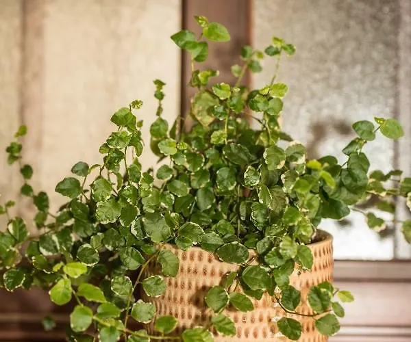 Atico Azahar 코르도바